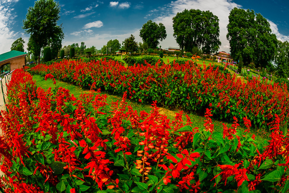 Kashmir Tour Packages