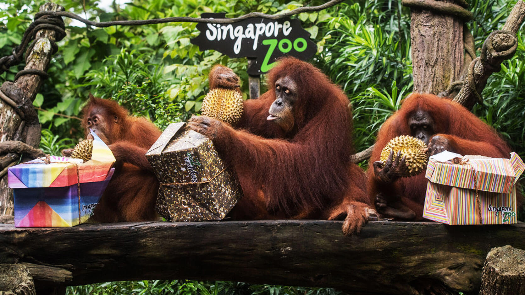 Singapore Zoo - Singapore Travel Packages from Ahmedabad