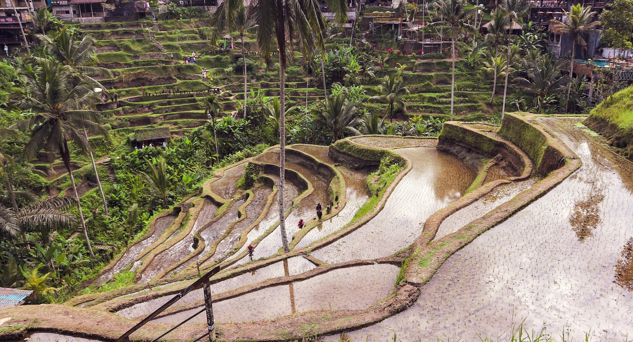 Ceking Rice Terrace - Bali Trip Packages