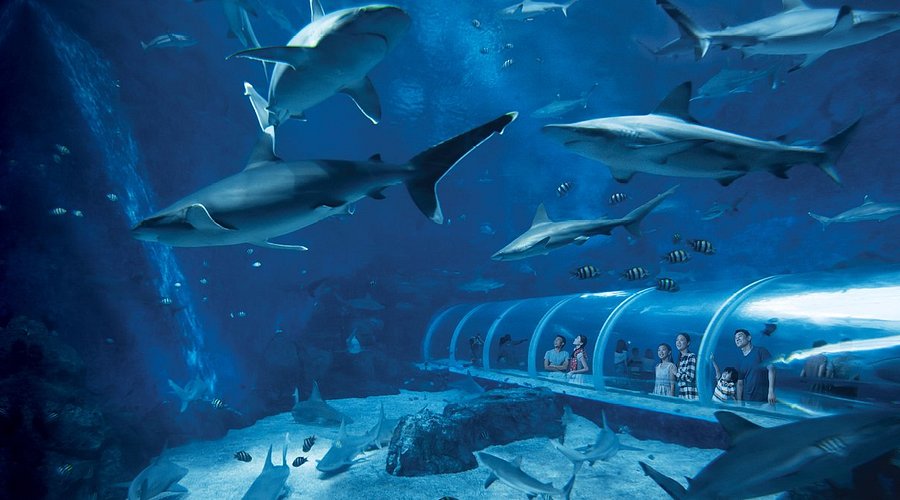 s.e.a. aquarium - Singapore holiday packages from Chennai